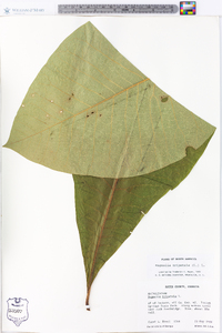 Magnolia tripetala image