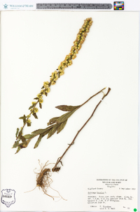 Solidago bicolor image