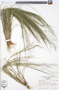 Eragrostis capillaris image