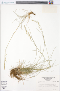 Festuca rubra image