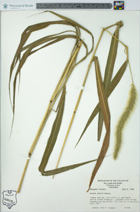 Setaria faberi image