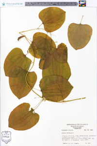 Smilax herbacea image