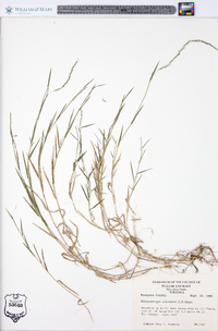 Muhlenbergia schreberi image