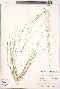 Eleocharis tenuis image