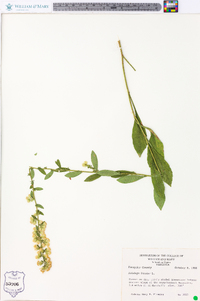 Solidago bicolor image