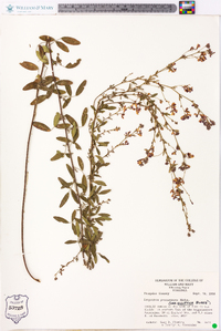 Lespedeza procumbens image