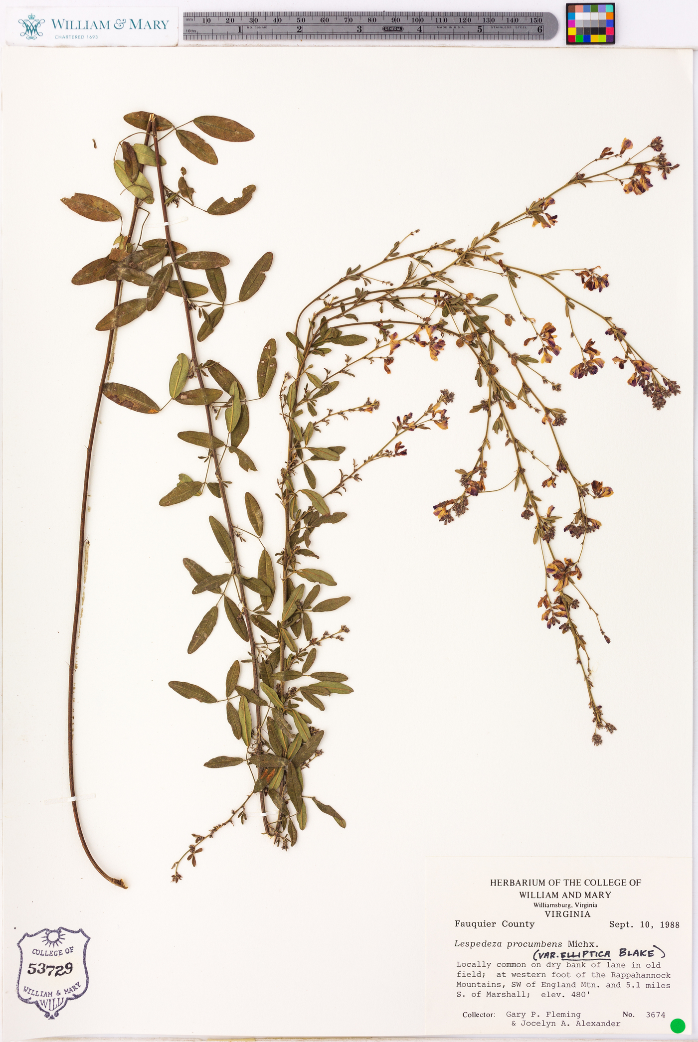 Lespedeza procumbens var. elliptica image