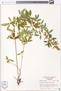 Lespedeza intermedia image