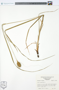 Carex squarrosa image