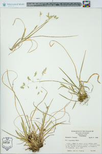 Poa cuspidata image