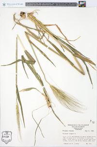 Hordeum vulgare image