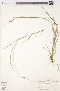 Carex swanii image