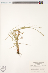 Carex swanii image