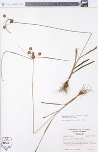 Cyperus echinatus image