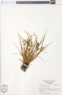 Cyperus squarrosus image