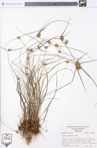 Cyperus filiculmis image
