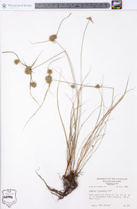 Cyperus filiculmis image