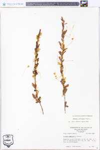 Cuscuta pentagona image