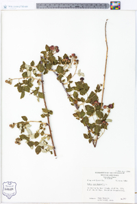 Rubus occidentalis image