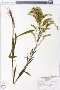 Solidago pinetorum image