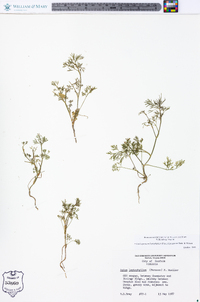 Cyclospermum leptophyllum image