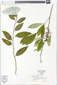 Elaeagnus umbellata image