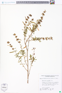 Hypericum galioides image