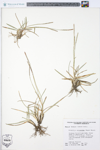 Eremochloa ophiuroides image