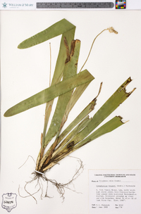 Carex fraseriana image