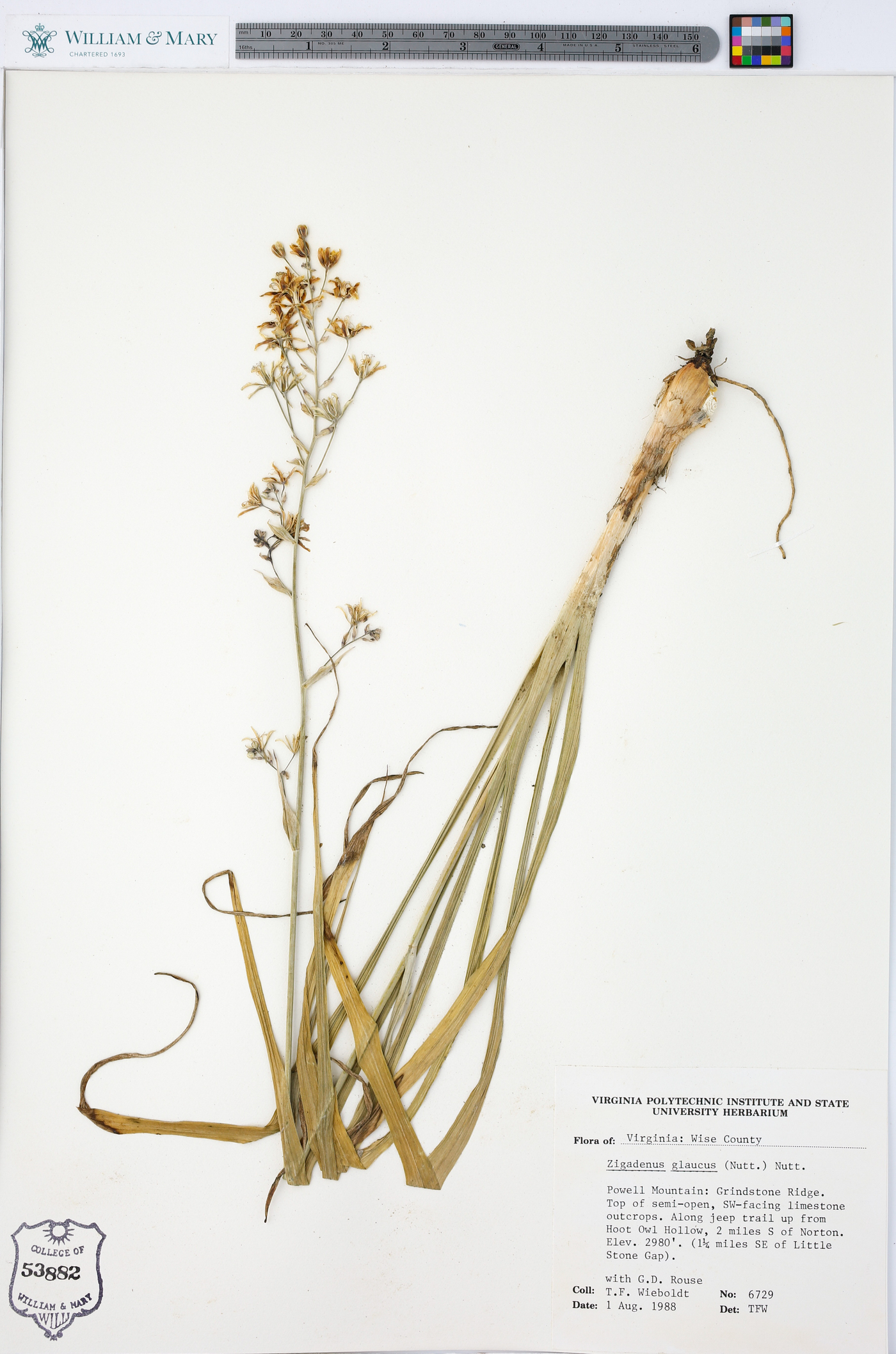 Zigadenus glaucus image