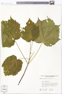 Acer spicatum image