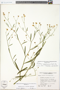 Boltonia asteroides var. glastifolia image