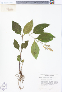 Scutellaria serrata image