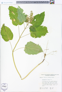 Scutellaria ovata image