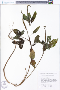 Heliotropium indicum image