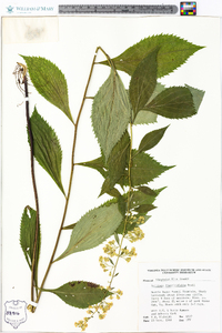 Solidago flaccidifolia image