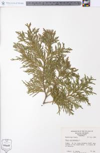 Thuja occidentalis image