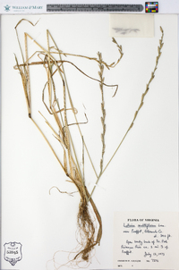 Lolium perenne subsp. multiflorum image