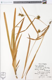 Carex folliculata image