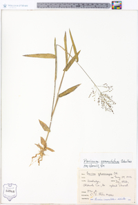 Panicum commutatum image