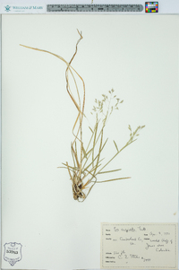 Poa cuspidata image