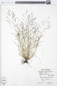 Eragrostis pilosa image