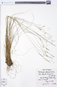 Deschampsia flexuosa image