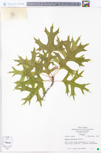 Quercus palustris image