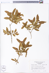 Ligustrum obtusifolium image