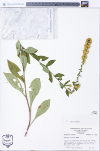 Solidago hispida image