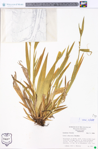 Carex albursina image