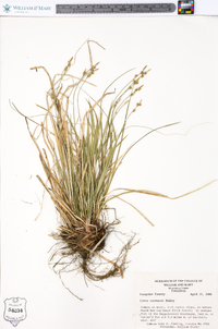 Carex communis var. amplisquama image