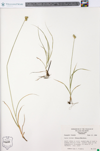 Carex molestiformis image