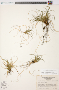 Carex umbellata image